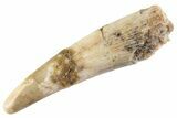 Bargain, Fossil Pterosaur (Siroccopteryx) Tooth - Morocco #359999-1